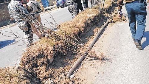 Biren sees red over uprooted, dying trees