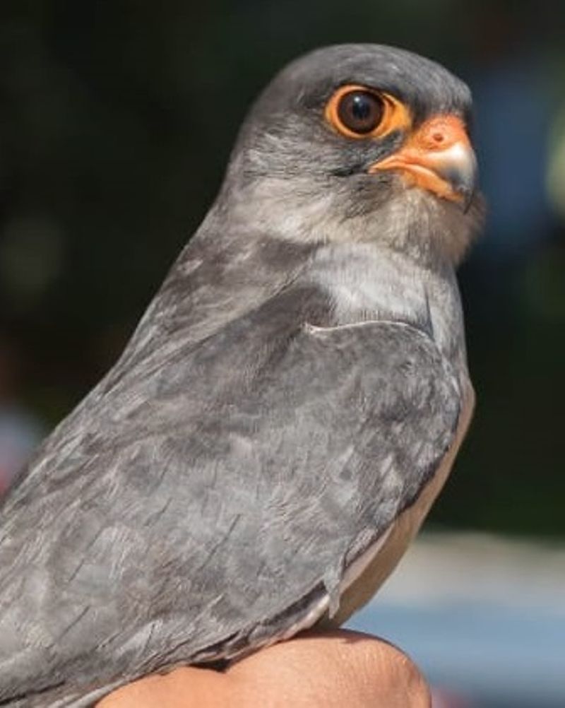 Radio-tagged falcon Chiulon returns to India after winter sojourn