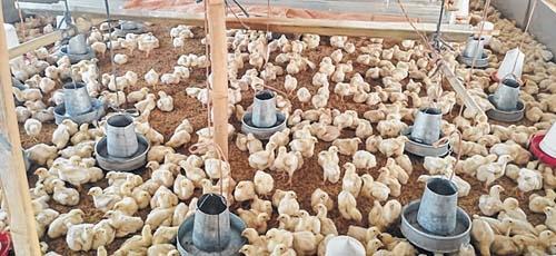 Lockdown pushes poultry farmers to quandary