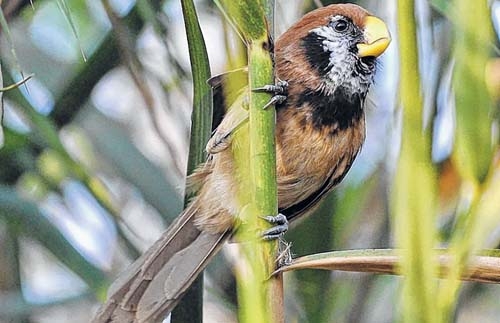 TSE staffer, L Shamungou's snap...Listed in 25 best photos by World Bird Trust