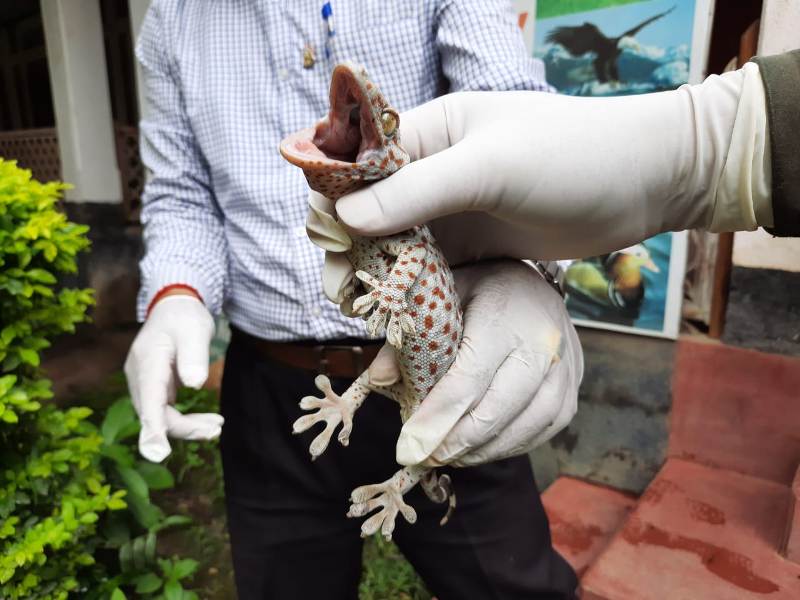 One Tockay Gecko rescued and released at Kakching Forest Reserve