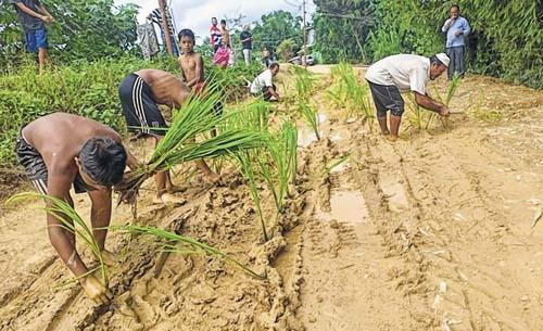 Paddy planted on road demanding reconstruction