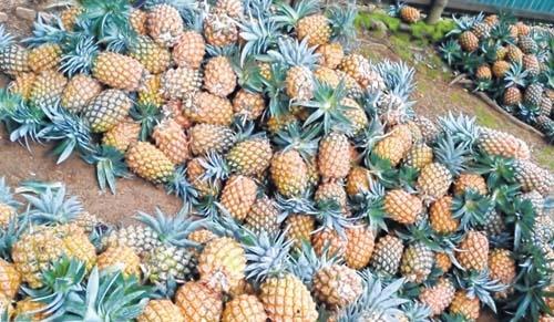 Pineapple farmers of Khousabung stare at grim prospect
