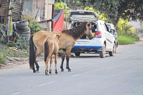 Manipur ponies stare at grim future
