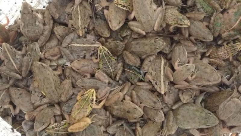  2 persons arrested with over 2000 frogs brought for sale at Senapati 