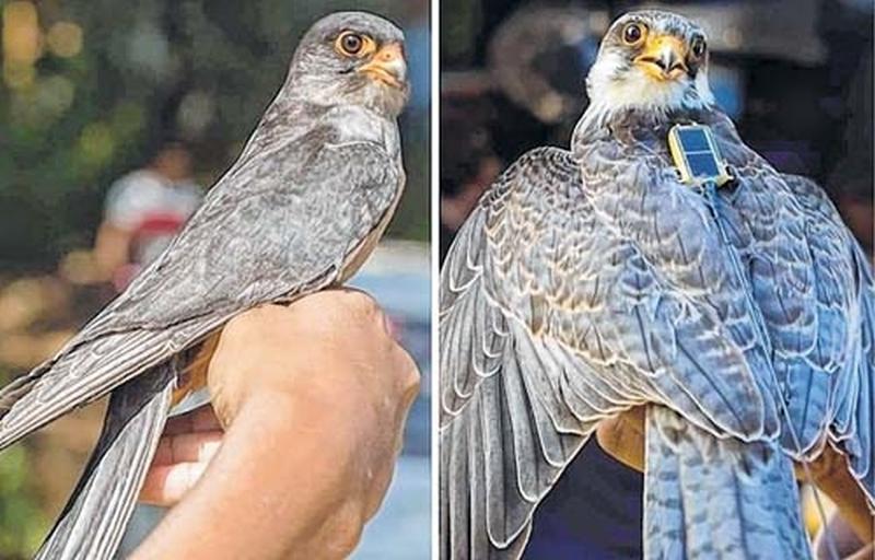 Irang, Chiulon (Satellite tagged amur falcons) return to Puching in Tamenglong after 361 days :: October 28 2020