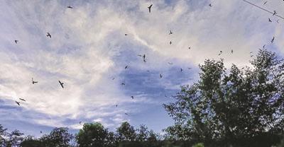 Ukhrul: Numerous Amur Falcons arrive, hunting & trapping of birds banned