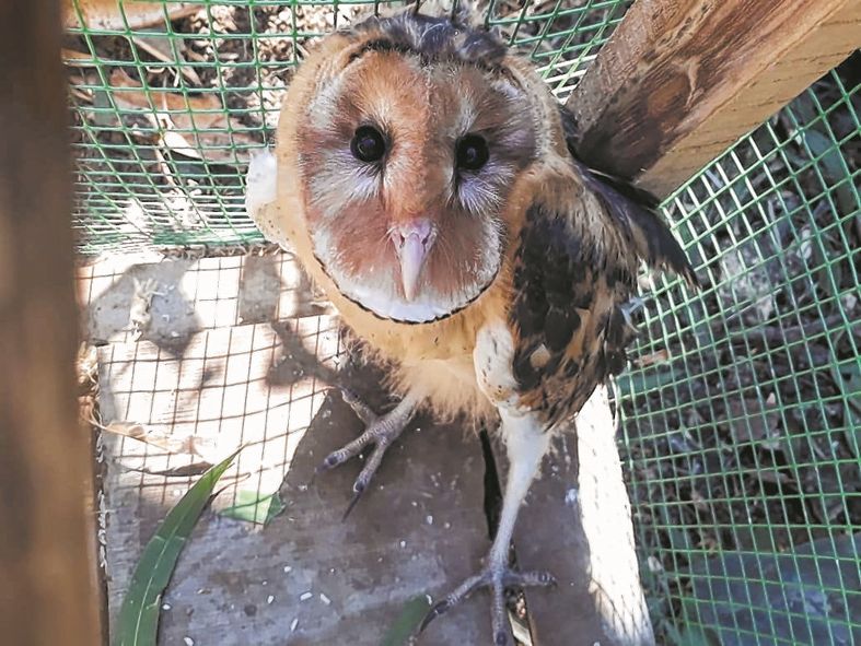 One 'Barn Owl' rescued
