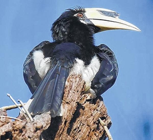 Charinapang takes onus of conserving Hornbill