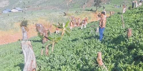 Poppy cultivation: Studying threat to environment