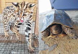 Leopard cat, turtle released on International Forest Day