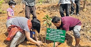 Mango saplings planted under U Thasi, U Hinghansi campaign