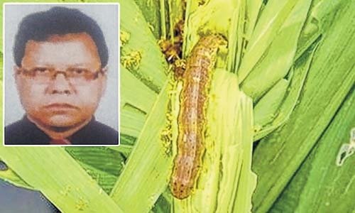 CAU Prof spells out means to control Fall Armyworm