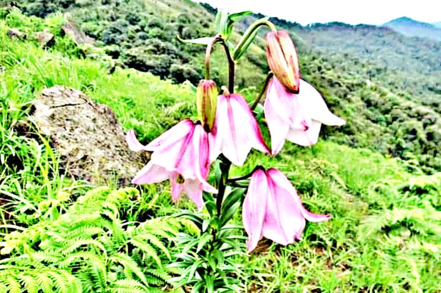 Blooming Shirui Lily : world-famed bluish-pink flower is blooming atop Shirui Kashung hills, Ukhrul district :: May 18 2021
