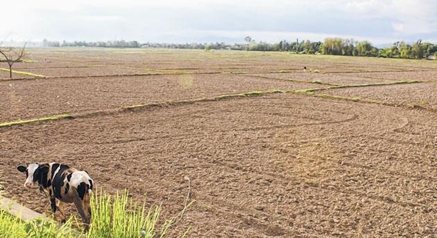 Fields lie barren in face of Covid-19, poor monsoon