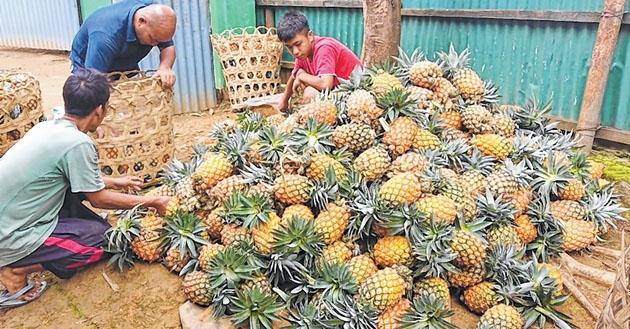 Khousabung pineapple farmers press distress button