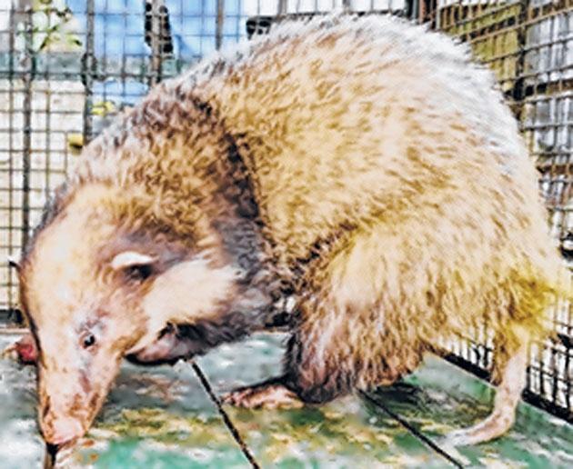 Hog badger rescued