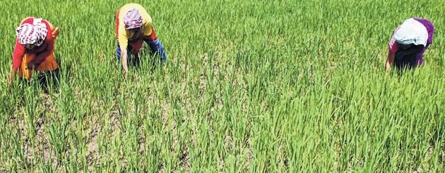Erratic monsoon poses stiff challenges to farmers