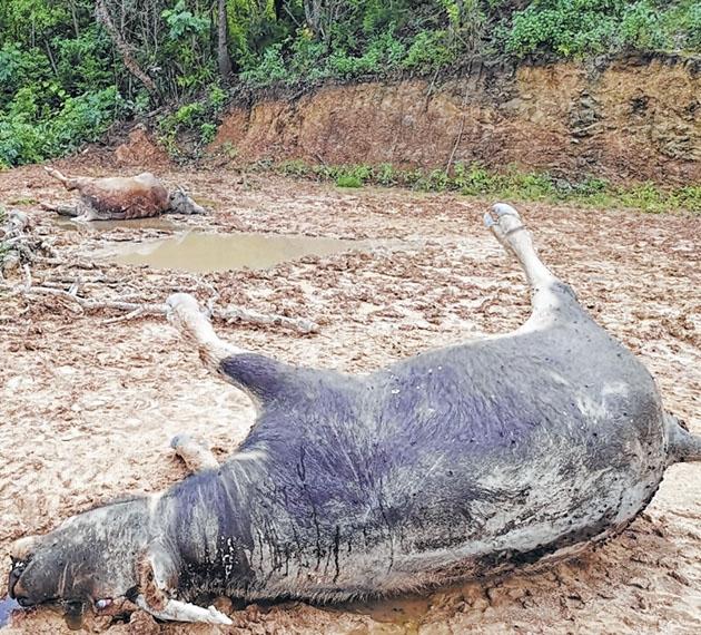 Water buffaloes found dead in New Tusom