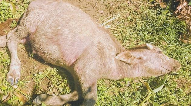 Mysterious disease stalks buffaloes at Senapati