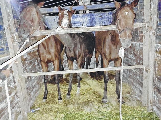 Tengnoupal police seize 9 ponies at Moreh Town