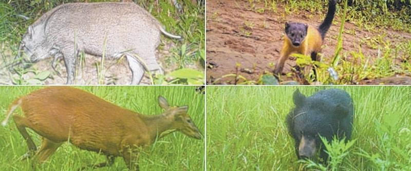 Trap camera captures endangered wildlife in Tamenglong