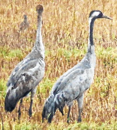 Eastern Common Crane spotted