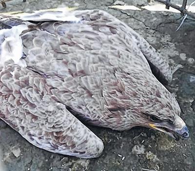 'Poisoned' Golden Eagle dies