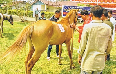 Stallion Poirou adjudged 'best Manipuri Pony Stallion'