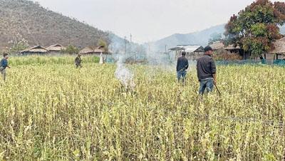 Poppy plantation destroyed in Tumuyon Khullen, Nepali Aisan and Denglen villages