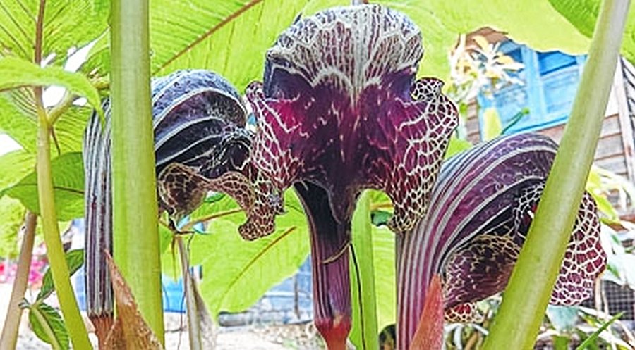 Khamasom Van, a snakelike purple flower have started to bloom at Tangrei a locality in Ukhrul :: May 06 2022