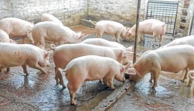 Keep 'infected' pork away, says MPPFA
