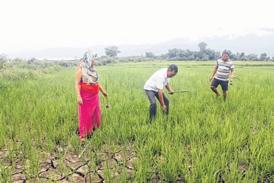 Urea shortage, inadequate water push farmers to dire straits