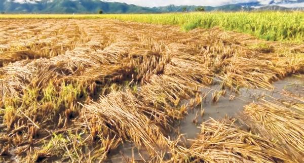 Incessant rains cause grief to farmers in Kumbi Constituency