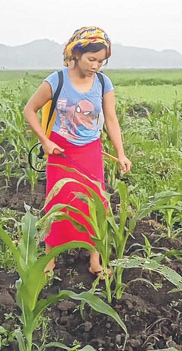 Plant maize post paddy harvest advice given