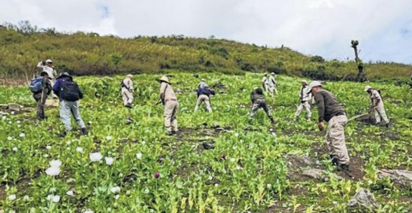 7-10 acres of poppy plantation razed to the ground DFO strongly warns cultivators