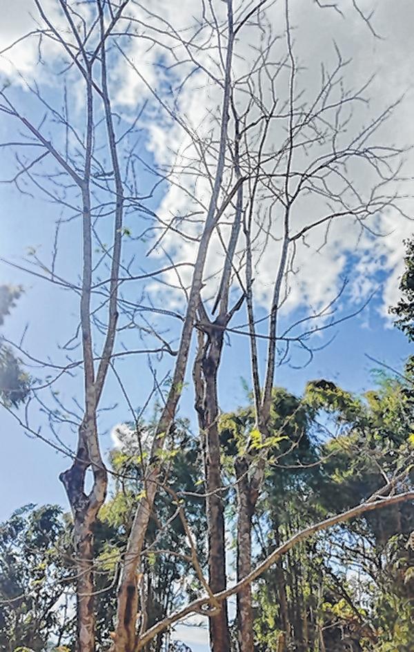 Disease stalks Yongchak trees at Kamjong village