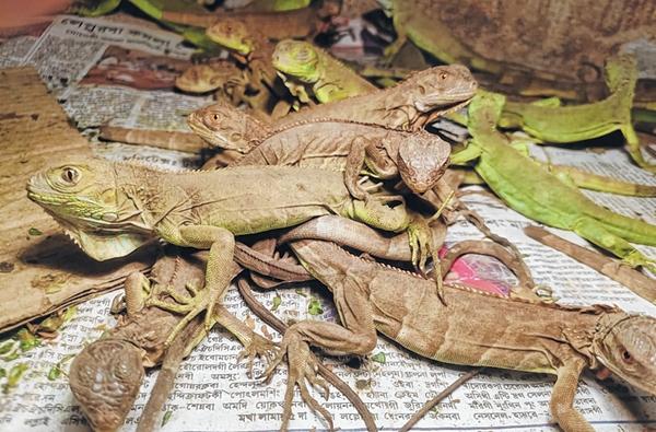 Rescued reptiles sent to Gujarat