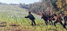 Poppy plantations razed to the ground at Kangpokpi