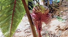 Khamasom Van now blooms earlier in Ukhrul