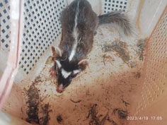 One Chinese ferret badger rescued