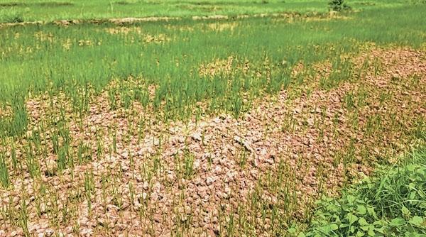 Scanty rainfall leaves paddy fields parched