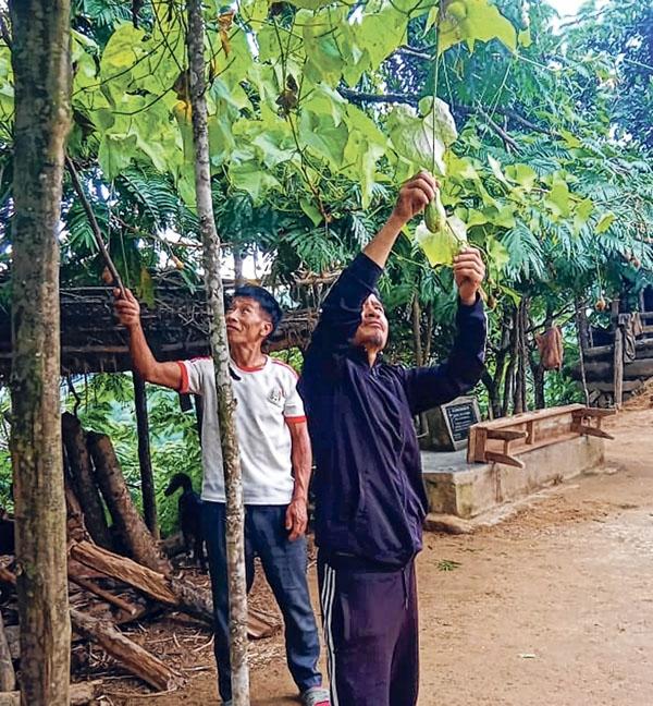 Keeping the tradition alive, Liangmai villager sticks to natural farming