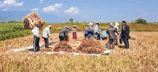 Paddy harvesting kicks off under security cover
