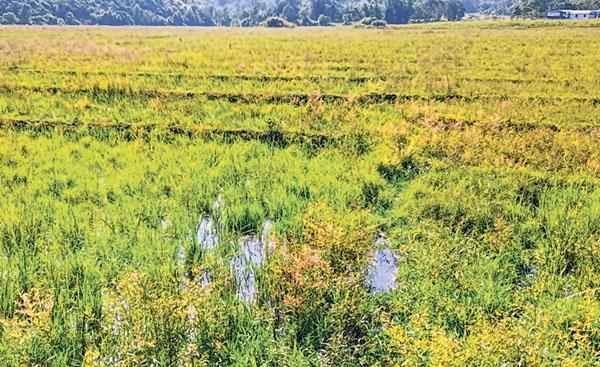 Paddy fields at foothills left untended; Govt urged to compensate