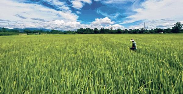 Centre okays Rs 38.06 Cr relief package for farmers