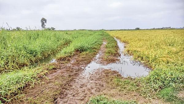 Farmers in despair over excess water in paddy fields