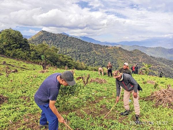 Poppy cultivation destroyed