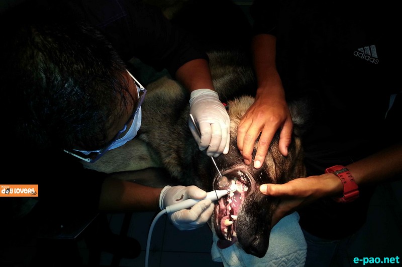 Free Veterinary Camp held at Keishampat near CCpur parking :: 24 April 2015