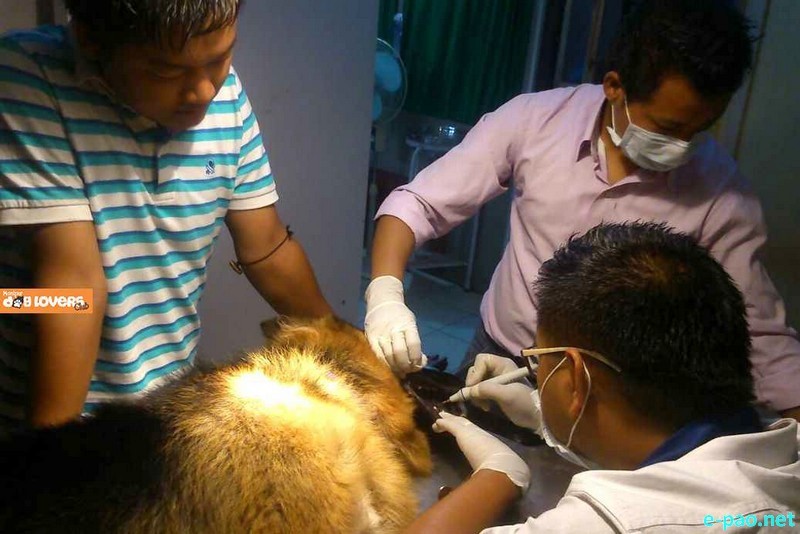 Free veterinary camp held at Keishampat by Manipur Dog Lovers Club on 24 April 2015